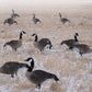 SX Life Size Canada Goose Decoys Combo Pack (Flocked)