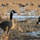 SX Life Size Canada Goose Decoys Combo Pack (Flocked)