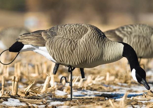 SX Life Size Full Body Canada Goose Decoys (Painted)