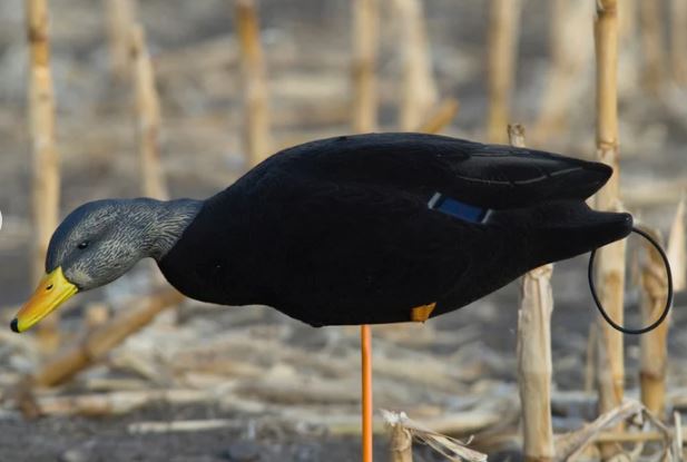 SX Full Body Flocked Black Duck Decoys – Hunter NZ