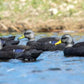 SX Floater Fully Flocked Black Duck Decoy (Floater)